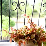بيت ضيافة Irena Family House *